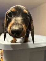 Clove , a female Miniature Dachshund for sale in Watertown, MA – 6 of 6