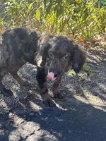 Specks , a male Cockapoo for sale in Watertown, MA – 4 of 5
