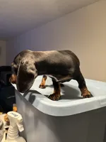 Clove , a female Miniature Dachshund for sale in Watertown, MA – 2 of 6