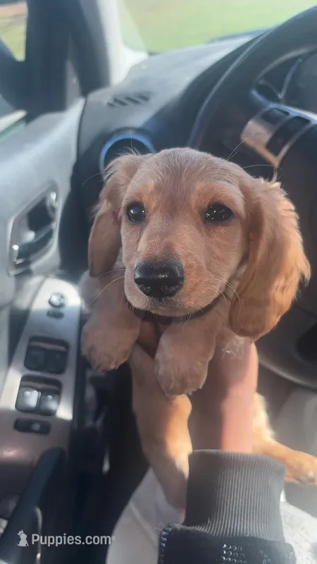 Flo – Miniature Dachshund puppy for sale in Watertown, MA