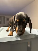 Clove , a female Miniature Dachshund for sale in Watertown, MA – 3 of 6