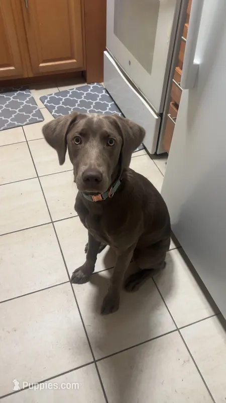 Camille – Labrador Retriever, Weimaraner puppy for sale in Watertown, MA