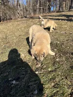 processed/68254d58-7137-468f-96b4-c388e433f2a3/listing/13e2f5de-ddc7-4dd1-b3ff-49ce7d0a0d48/83dce3b4-5c4a-4242-990b-4a0954363d2b