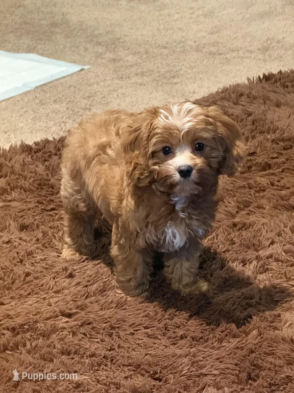 Thanos – Cavapoo puppy for sale in North Ridgeville, OH