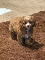 Thanos, a male Cavapoo for sale in North Ridgeville, OH – Photo 1 of 5