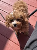 Thanos, a male Cavapoo for sale in North Ridgeville, OH – Photo 2 of 5