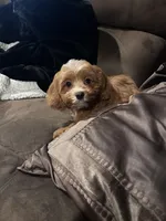 Thanos, a male Cavapoo for sale in North Ridgeville, OH – Photo 3 of 5