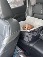 Thanos, a male Cavapoo for sale in North Ridgeville, OH – Photo 5 of 5