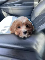 Thanos, a male Cavapoo for sale in North Ridgeville, OH – Photo 4 of 5