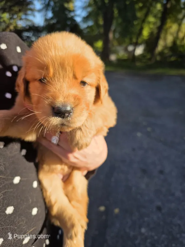 Purple – Golden Retriever puppy for sale in Hastings, MN