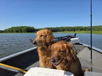 Orange, a female Golden Retriever for sale in Hastings, MN – 4 of 5