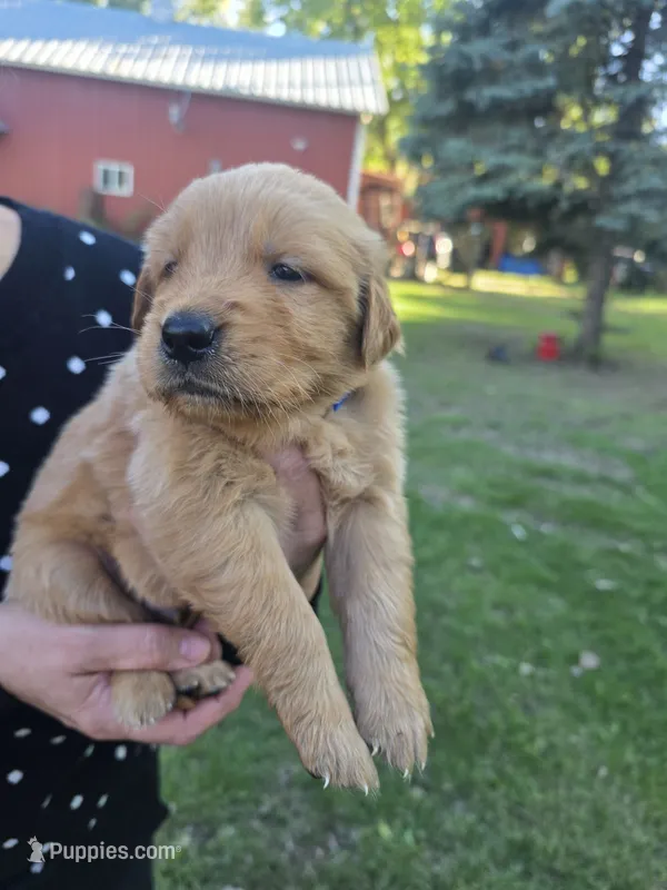 Blue – Golden Retriever puppy for sale in Hastings, MN