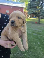 Blue, a male Golden Retriever for sale in Hastings, MN – 1 of 6