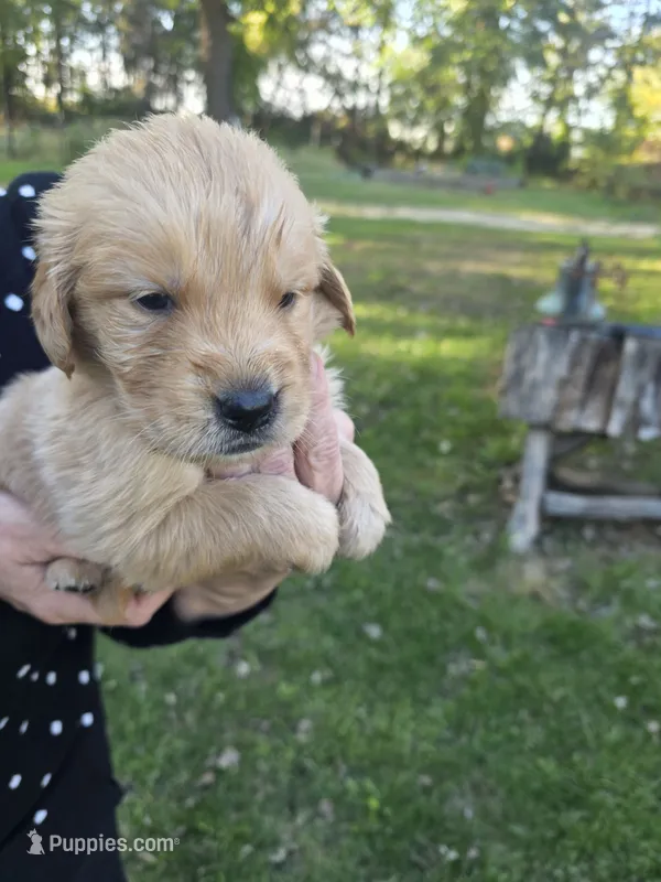 Red – Golden Retriever puppy for sale in Hastings, MN