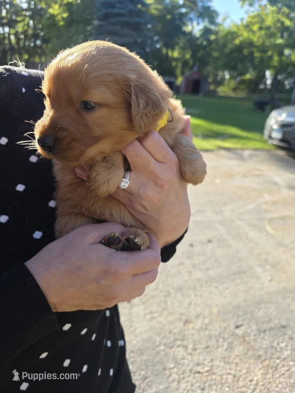 Yellow – Golden Retriever puppy for sale in Hastings, MN