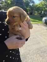 Yellow, a female Golden Retriever for sale in Hastings, MN – 1 of 5