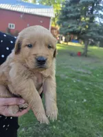 Blue, a male Golden Retriever for sale in Hastings, MN – 2 of 6