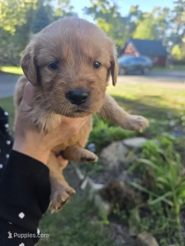 Orange – Golden Retriever puppy for sale in Hastings, MN
