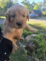 Orange, a female Golden Retriever for sale in Hastings, MN – 1 of 5