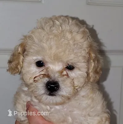Rose – Poodle - Miniature  puppy for sale in Heppner, OR