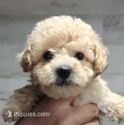 Daisy – Poodle - Miniature  puppy for sale in Heppner, OR