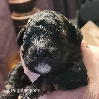 Tuxe – Poodle - Miniature  puppy for sale in Heppner, OR