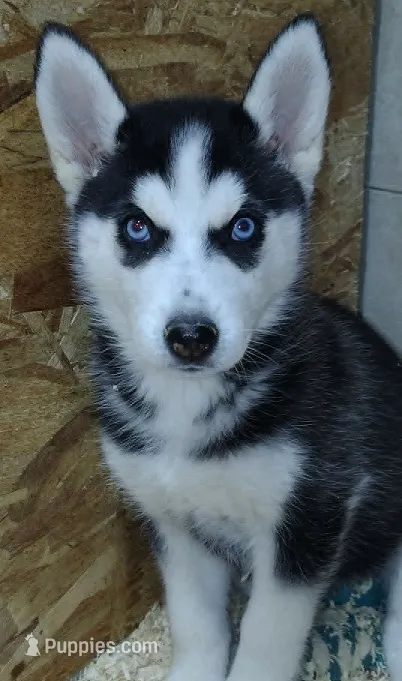 Fluttershy – Siberian Husky puppy for sale in Heppner, OR