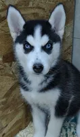 Fluttershy, a female Siberian Husky for sale in Heppner, OR – 1 of 1