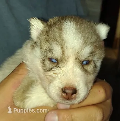 Sean – Siberian Husky puppy for sale in Heppner, OR