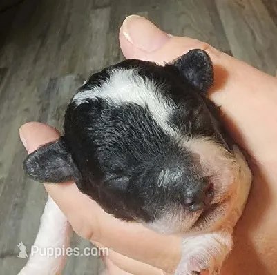 Oreo – Poodle - Miniature  puppy for sale in Heppner, OR