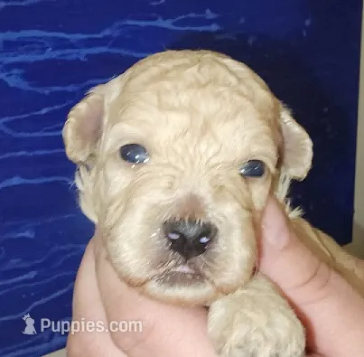 Rose – Poodle - Miniature  puppy for sale in Heppner, OR