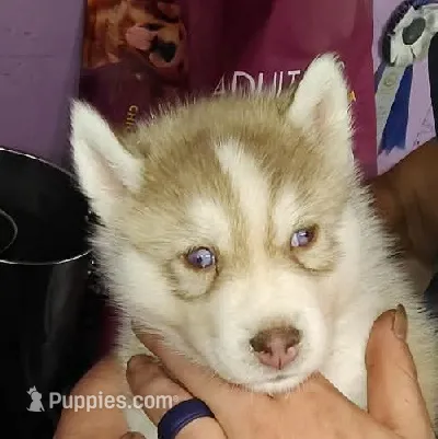 Sean – Siberian Husky puppy for sale in Heppner, OR