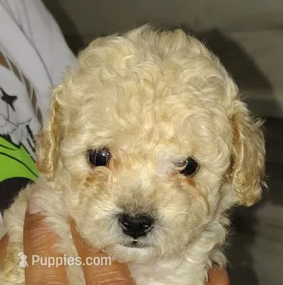 Rose – Poodle - Miniature  puppy for sale in Heppner, OR