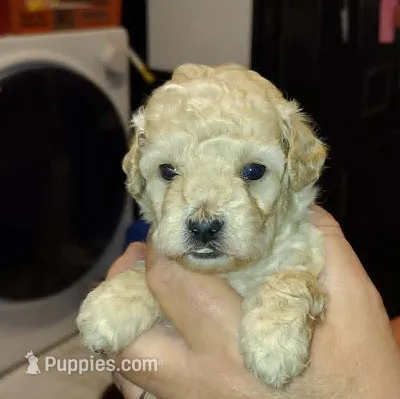 Daisy – Poodle - Miniature  puppy for sale in Heppner, OR