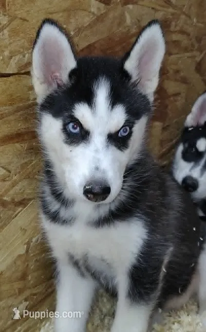 Fluttershy – Siberian Husky puppy for sale in Heppner, OR