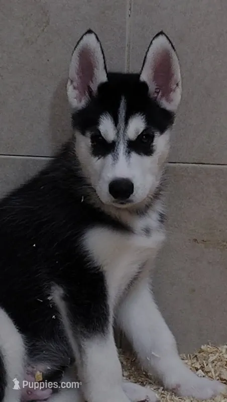 Big Mack – Siberian Husky puppy for sale in Heppner, OR