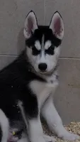 Big Mack, a male Siberian Husky for sale in Heppner, OR – 1 of 1