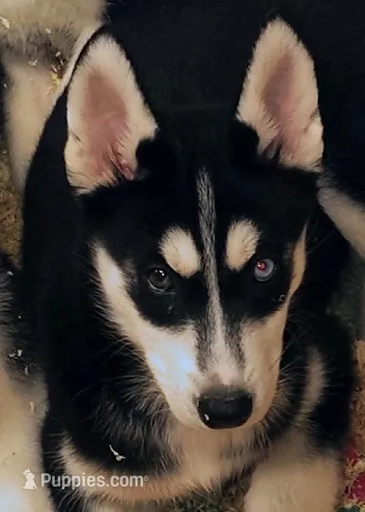 Rainbow Dash – Siberian Husky puppy for sale in Heppner, OR