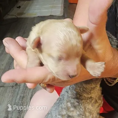 Rose – Poodle - Miniature  puppy for sale in Heppner, OR
