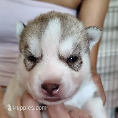 Adam – Siberian Husky puppy for sale in Heppner, OR