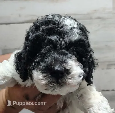 Oreo – Poodle - Miniature  puppy for sale in Heppner, OR