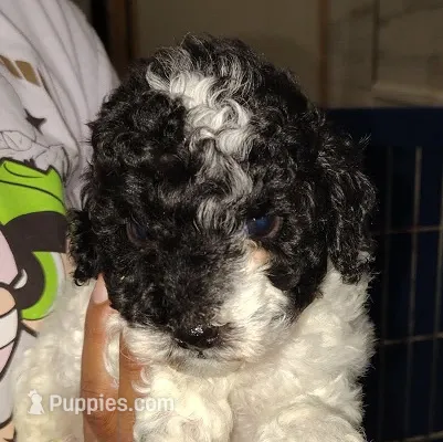 Oreo – Poodle - Miniature  puppy for sale in Heppner, OR
