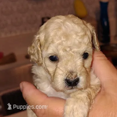 Rose – Poodle - Miniature  puppy for sale in Heppner, OR
