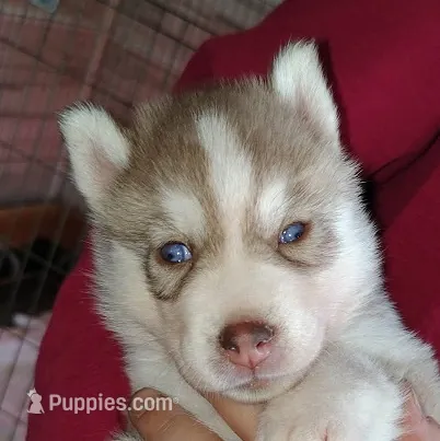 Sean – Siberian Husky puppy for sale in Heppner, OR