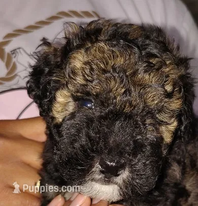 Tuxe – Poodle - Miniature  puppy for sale in Heppner, OR