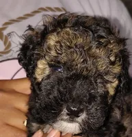 Tuxe, a male Poodle - Miniature  for sale in Heppner, OR – 1 of 1