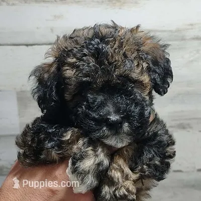 Tuxe – Poodle - Miniature  puppy for sale in Heppner, OR