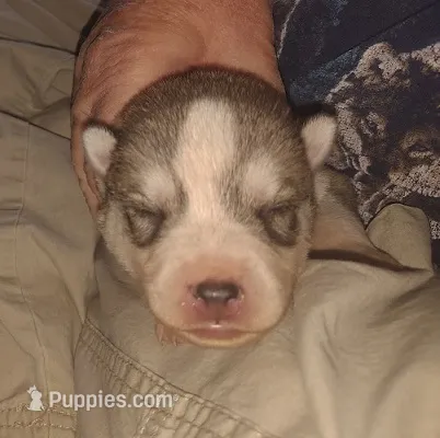 Nathan – Siberian Husky puppy for sale in Heppner, OR
