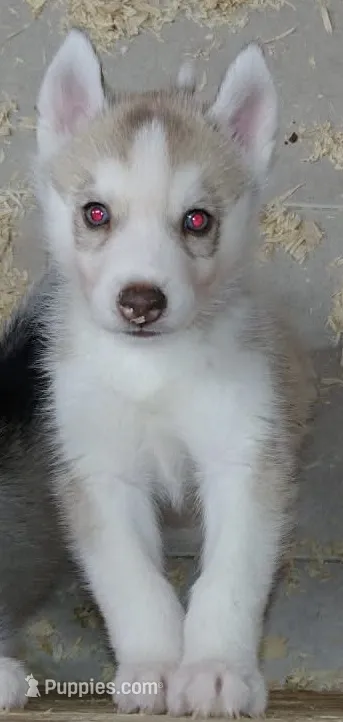 Adam – Siberian Husky puppy for sale in Heppner, OR