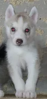 Adam, a male Siberian Husky for sale in Heppner, OR – 1 of 1